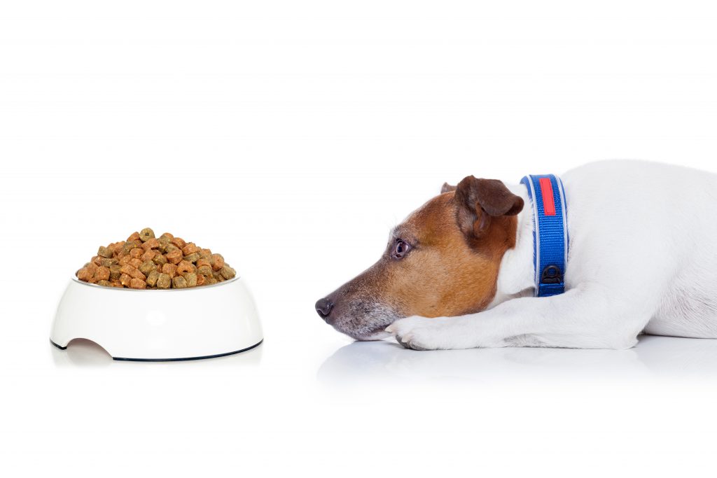 Trockenfutter ist bei vielen Hundebesitzern sehr beliebt. Für gutes Futter muss einem aktuellen Test zufolge nicht viel Geld ausgegeben werden. (Bild: javier brosch/fotolia.com) 