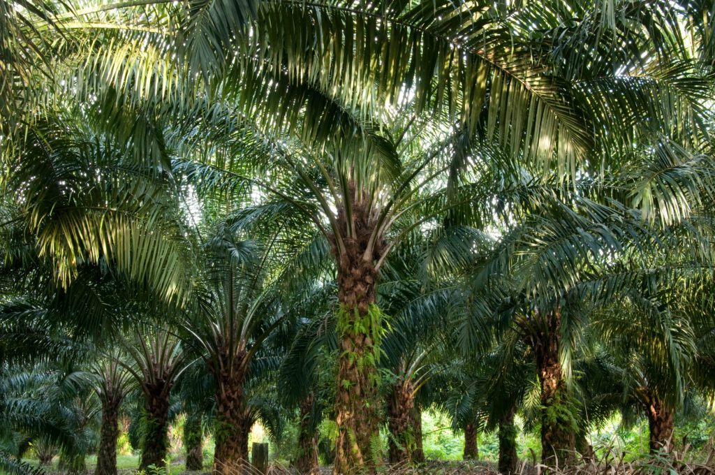 Ungesundes Palmöl befindet sich in jedem zweiten Lebensmittel. (Bild: ThKatz/fotolia.com) 