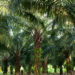 Ungesundes Palmöl befindet sich in jedem zweiten Lebensmittel. (Bild: ThKatz/fotolia.com)
