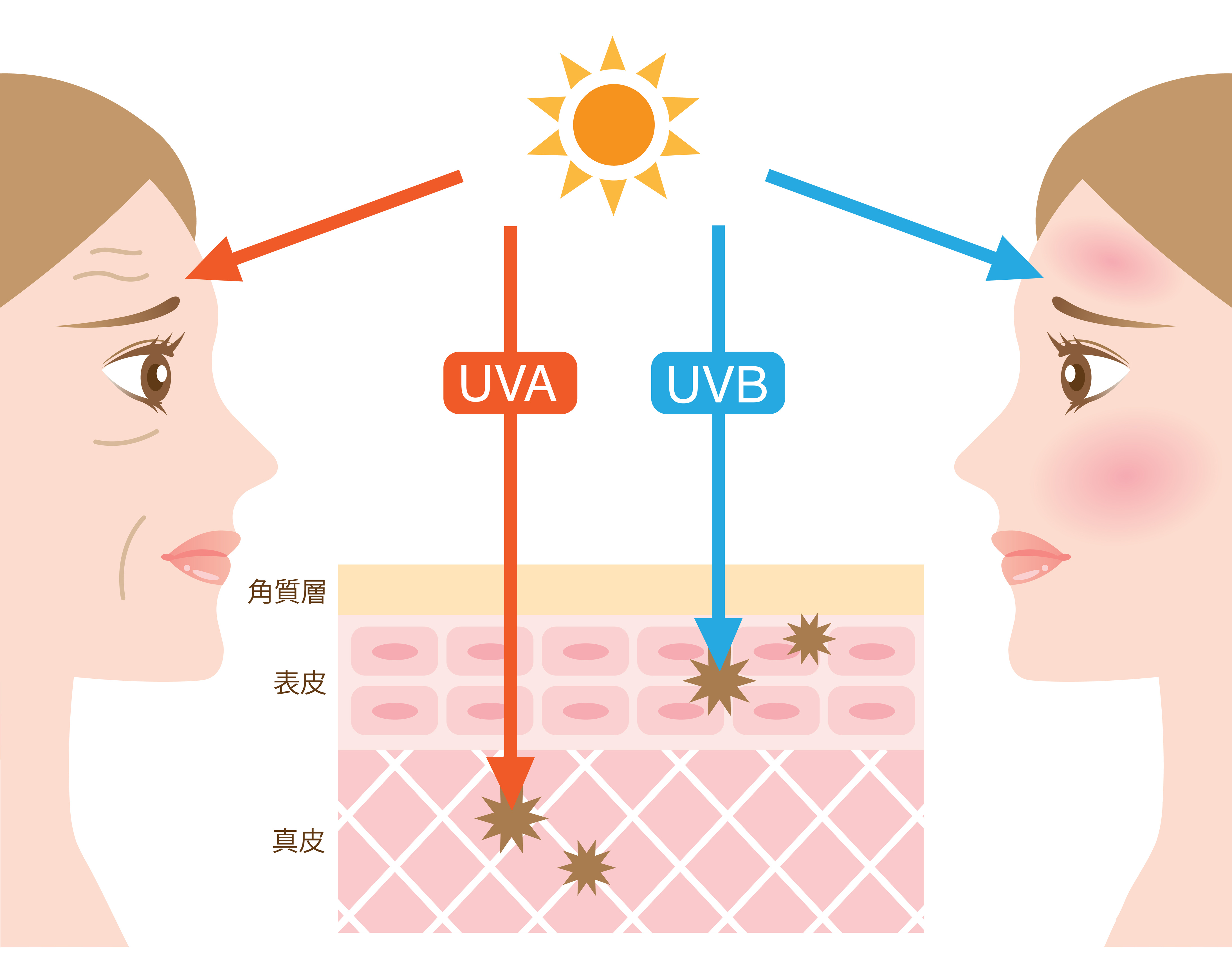 Какое действие оказывают uva лучи