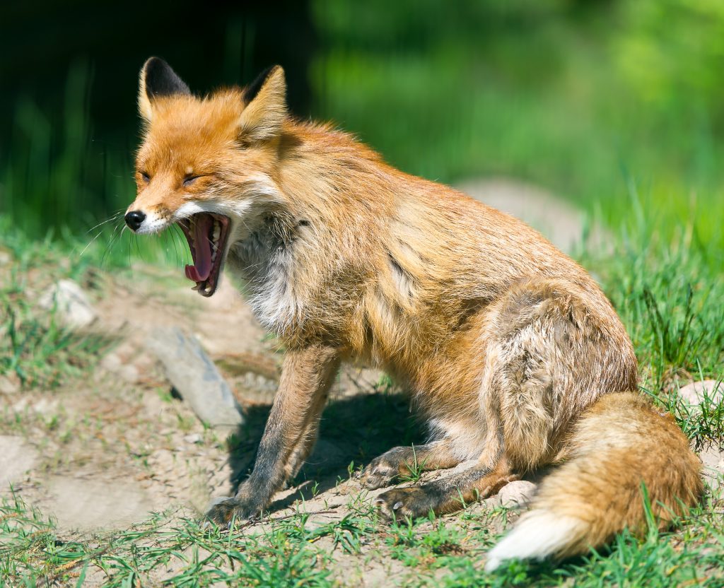 Auf den Menschen übertragbare Tollwut. Bild: Irina84 - fotolia