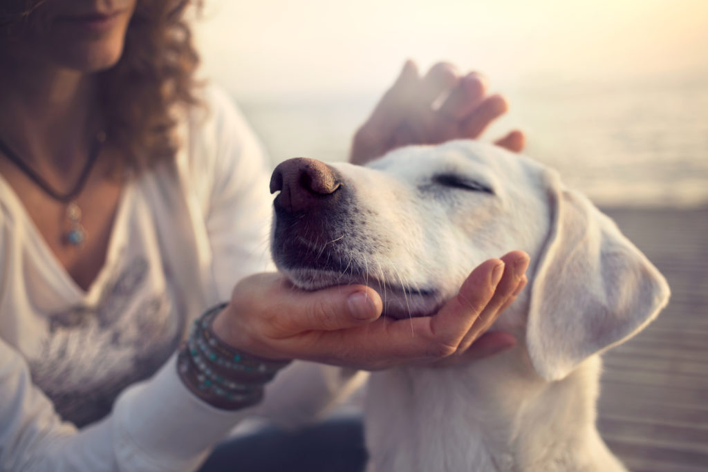 Hunde können eine chemische Verbindung riechen, die bei einer Unterzuckerung in unserer Atemluft vorhanden ist. So können ausgebildete Hunde Menschen mit Diabetes vor einer Unterzuckerung warnen. (Bild: cristina_conti/fotolia.com)