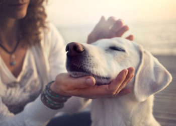 Hunde können eine Chemikalie riechen, die bei einer Unterzuckerung in unserer Atemluft vorhanden ist. Aus diesem Grund können ausgebildete Hunde Menschen mit Diabetes vor einer Unterzuckerung warnen. (Bild: cristina_conti/fotolia.com)