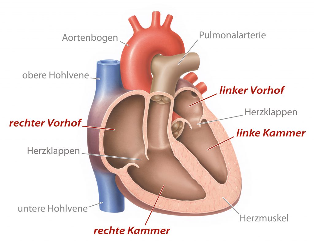 Bei einer Herzwandverdickung liegt eine Vergrößerung des Herzmuskels vor. In den meisten Fällen ist die linke Herzkammer betroffen. (Bild: lom123/fotolia.com) 