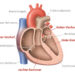 Bei einer Herzwandverdickung liegt eine Vergrößerung des Herzmuskels vor. In den meisten Fällen ist die linke Herzkammer betroffen. (Bild: lom123/fotolia.com)