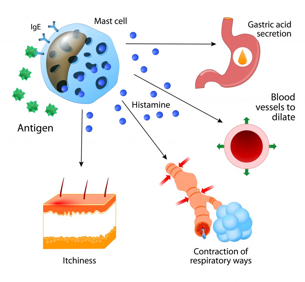 So wirkt Histamin im menschlichen Körper. (Bild: designua/fotolia.com)