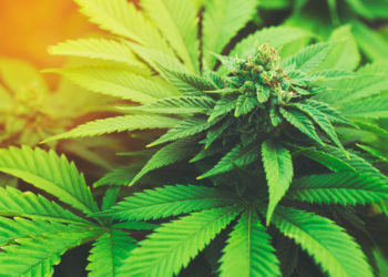 Die meisten Menschen werden Marihuana nur als ein Rauschmittel kennen. Es gibt allerdings auch Medikamente, die auf der Pflanze aufbauen. Forscher fanden jetzt heraus, dass solch ein Medikament hilft Anfälle bei Epilepsie zu reduzieren. (Bild: EpicStockMedia/fotolia.com)