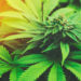 Die meisten Menschen werden Marihuana nur als ein Rauschmittel kennen. Es gibt allerdings auch Medikamente, die auf der Pflanze aufbauen. Forscher fanden jetzt heraus, dass solch ein Medikament hilft Anfälle bei Epilepsie zu reduzieren. (Bild: EpicStockMedia/fotolia.com)