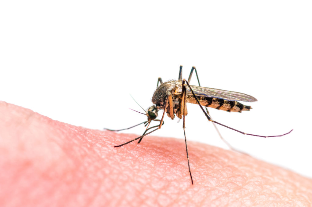 Ob Mücken stechen, hängt vom individuellen Körpergeruch ab. (Bild: nechaevkon/fotolia.com) 