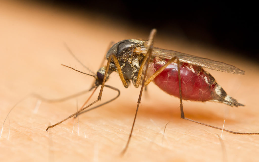 In Teilen Deutschlands droht eine Mückenplage. Auch wenn die Insekten keine gefährlichen Krankheiten übertragen, ist es sinnvoll, sich vor Stichen zu schützen. (Bild: corlaffra/fotolia.com)