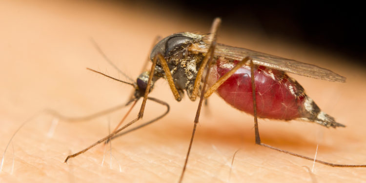 Mücke sticht in menschliche Haut