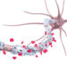 Die Zerstörung der Isolierschicht von Nervenzellen bei Multipler Sklerose kann mit einem Pflanzenwirkstoff möglicherweise gestoppt werden. (Bild: ag visuell/fotolia.com)