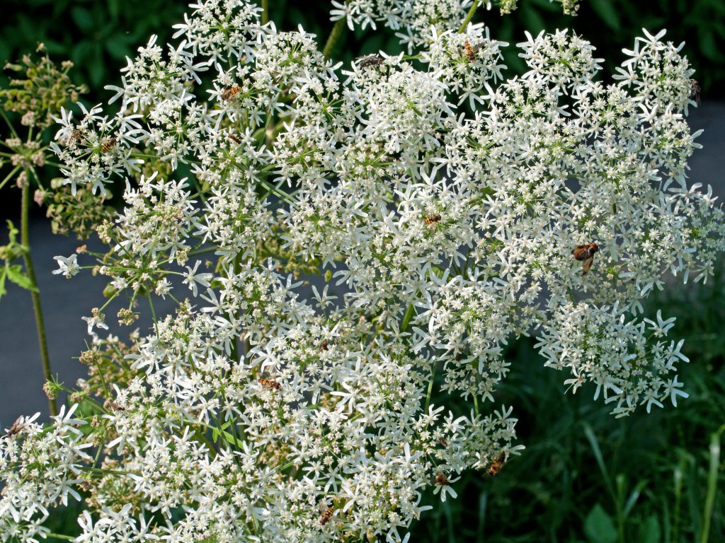 Wiesen-Brenklau - Heracleum sphondylium. Bild: M. Schuppig - fotolia