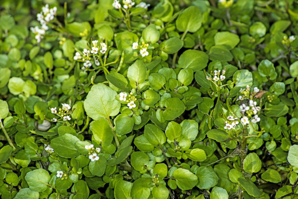 Brunnenkresse. Bild: hjschneider - fotolia