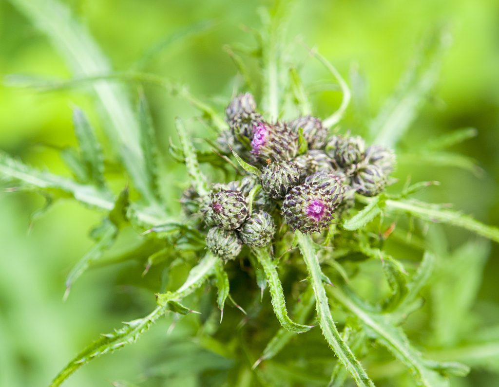 Oft verkannt: Die heimische Distel. Bild: RILL Mediendesign - fotolia