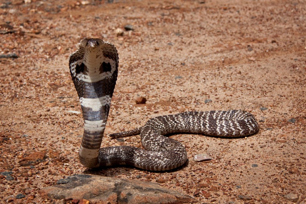 Die Königin der giftigen Schlangen: Die Kobra. Bild: cbasting - fotolia