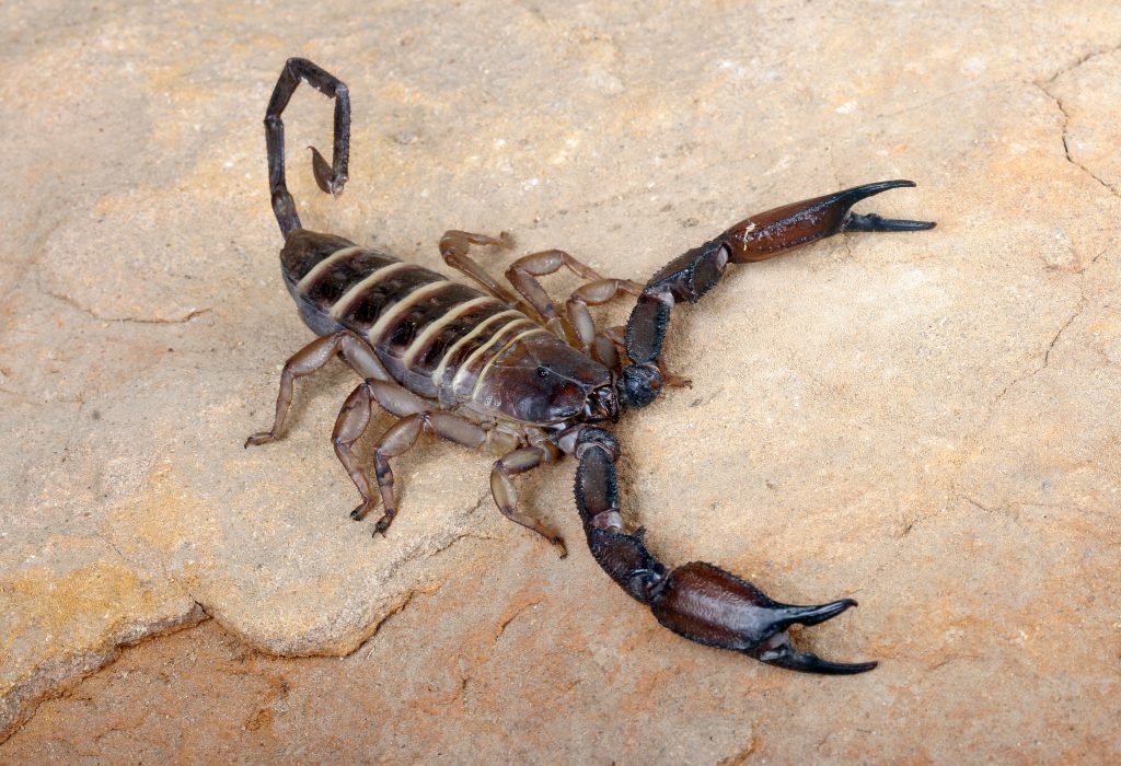 Scorpione als Gifttiere. Bild: asbtkb - fotolia 