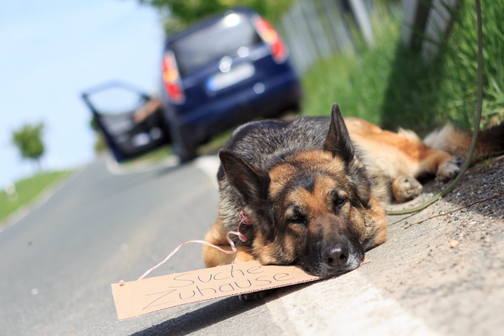 Gequälte Tiere. Bild: © juefraphoto - fotolia