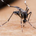 Seit der Einführung der gesetzlichen Meldepflicht am 1. Mai wurden hierzulande zwölf neue Zika-Infektionen registriert. (Bild: Flavio_Brazil/fotolia.com)