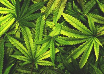 Eine staatliche Cannabisagentur wird künftig den Anbau von Cannabis zu medizinischen Zwecken in Deutschland steuern. Derzeit werden jährlich rund 365 Kilo für rund 1.000 Schwerkranke benötigt. (Bild: openrangestock/fotolia.com)