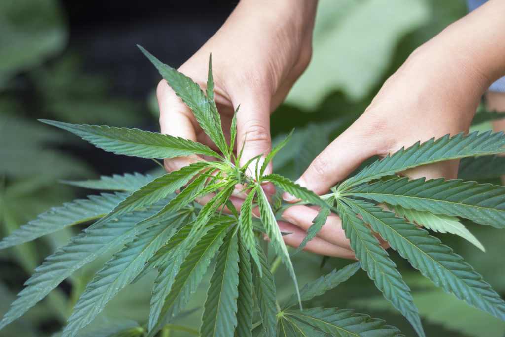 Marihuana wird nicht nur als berauschendes Mittel, sondern auch zu medizinischen Zwecken eingesetzt. Die Bundesdrogenbeauftragte ist dennoch gegen eine komplette Legalisierung von Cannabis. (Bild: agephotography/fotolia.com)