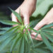 Marihuana wird nicht nur als berauschendes Mittel, sondern auch zu medizinischen Zwecken eingesetzt. Die Bundesdrogenbeauftragte ist dennoch gegen eine komplette Legalisierung von Cannabis. (Bild: agephotography/fotolia.com)