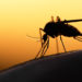 Laut einer neuen Studie könnte das verstärkte Auftauchen Anopheles-freundlicher Wetterlagen zu einer Ausbreitung dieser Stechmücken und infolgedessen zu einem Erstarken von Malaria in Europa und dem Mittelmeerraum führen.(Bild: mycteria/fotolia.com)