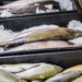 Wird Fisch zu warm gelagert, drohen nach dem Verzehr gesundheitliche Gefahren. Gekaufte Ware sollte daher immer gekühlt nach Hause gebracht werden. Was aber wenn der Kauf online erfolgt? (Bild: milkare/fotolia.com)