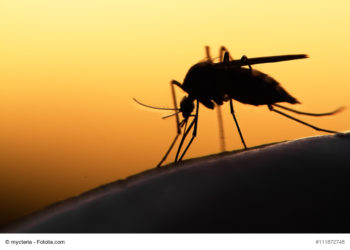 Mit der Klimaerwärmung dringen tropische Mückenarten nach Mitteleuropa vor und können Krankheiten wie Dengue-Fieber übertragen. (Bild: mycteria/fotolia.com)
