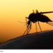 Mit der Klimaerwärmung dringen tropische Mückenarten nach Mitteleuropa vor und können Krankheiten wie Dengue-Fieber übertragen. (Bild: mycteria/fotolia.com)