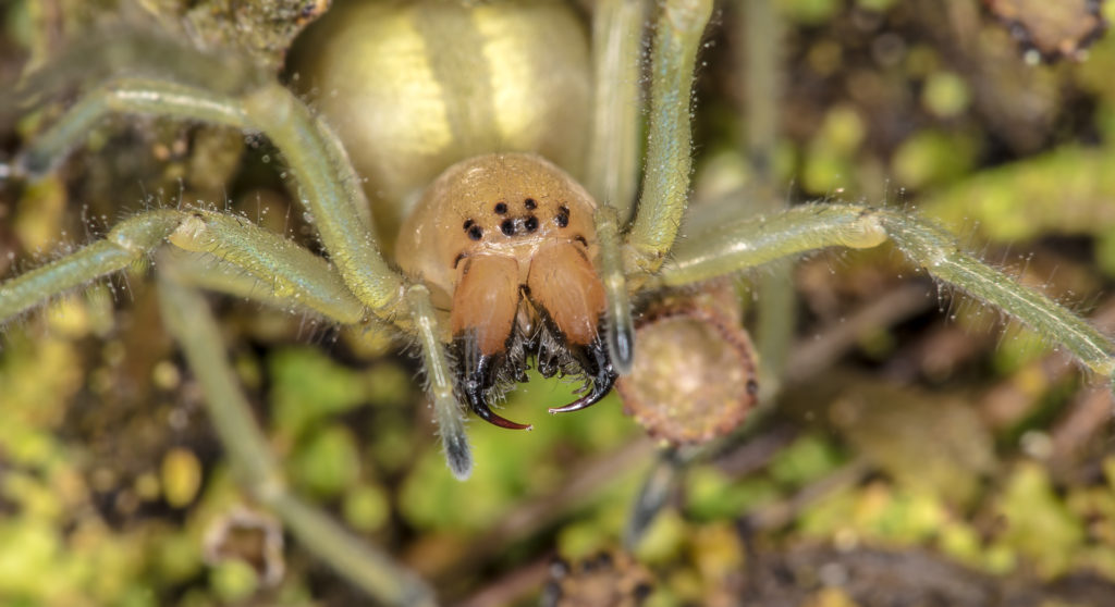 Der Ammen-Dornfinger lebt eigentlich im Mittelmeerraum. Mittlerweile ist die Giftspinne aber auch in der Region Berlin-Brandenburg verbreitet. Ihr Gift kann unangenehme Folgen mit sich bringen. (Bild: Rainer Fuhrmann/fotolia.com)