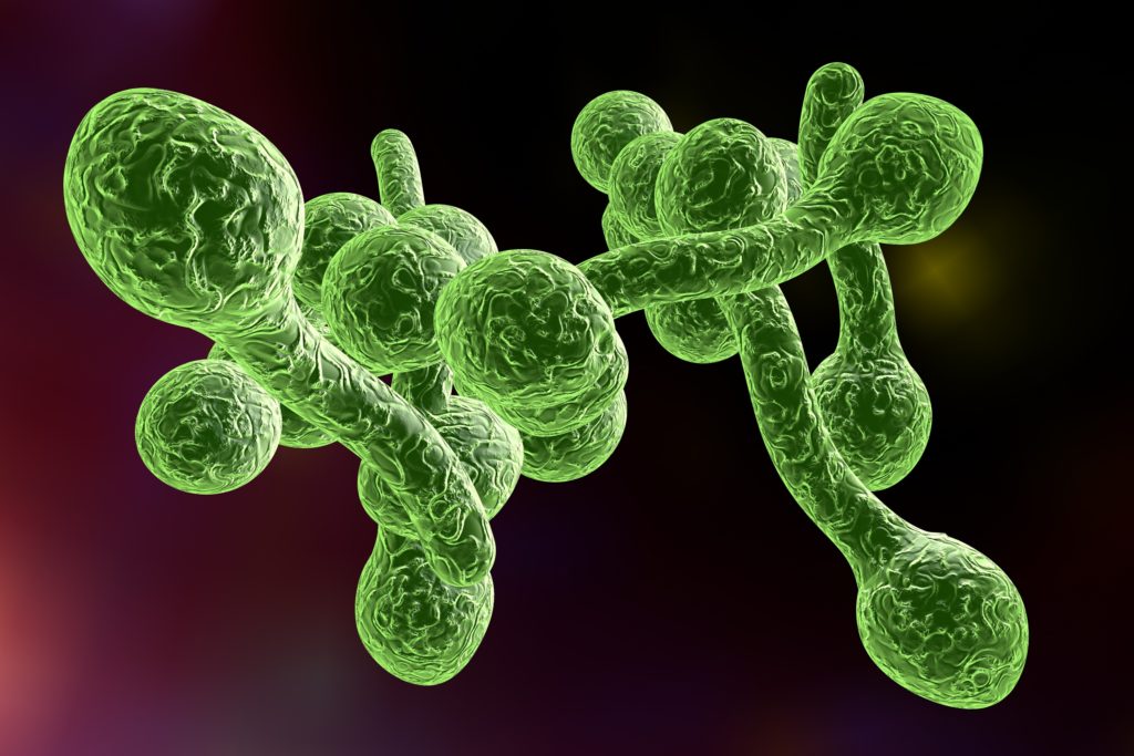 Invasive Infektionen mit Candida albicans enden bislang oftmals tödlich. Mit einer neuen Behandlungsmethode hoffen Forscher in Zukunft zahlreiche dieser Todesfälle zu vermeiden. (Bild: Dr_Kateryna/fotolia.com)