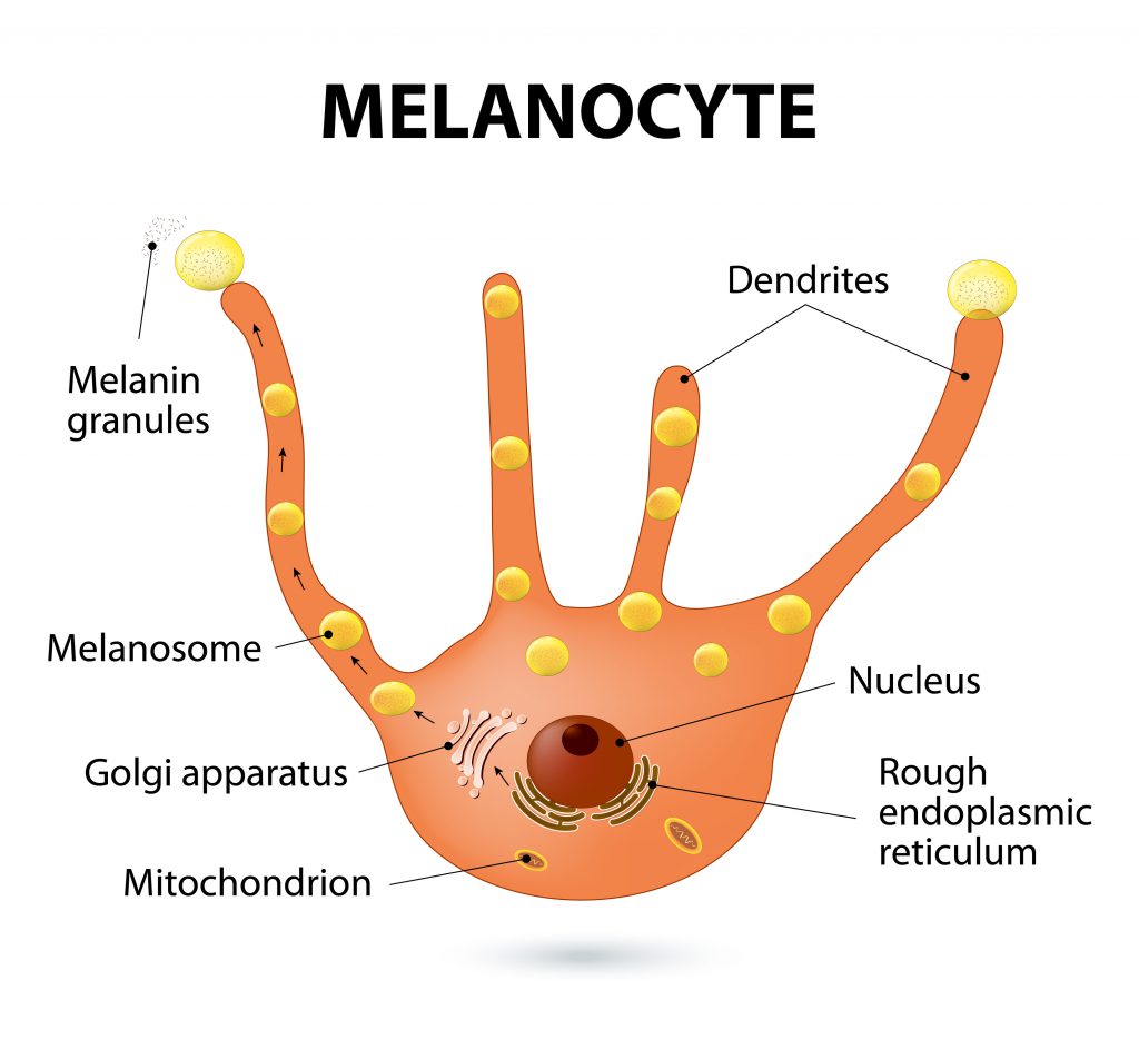 Unter Einfluss der Sonneneinstrahlung wird in den Melanozyten Melanin gebildet. Dieser Prozess kann durch verschiedene Einflüsse gestört werden, was gegebenenfalls die Bildung von Pigmentflecken zur Folge hat. (Bild: designua/fotolia.com)