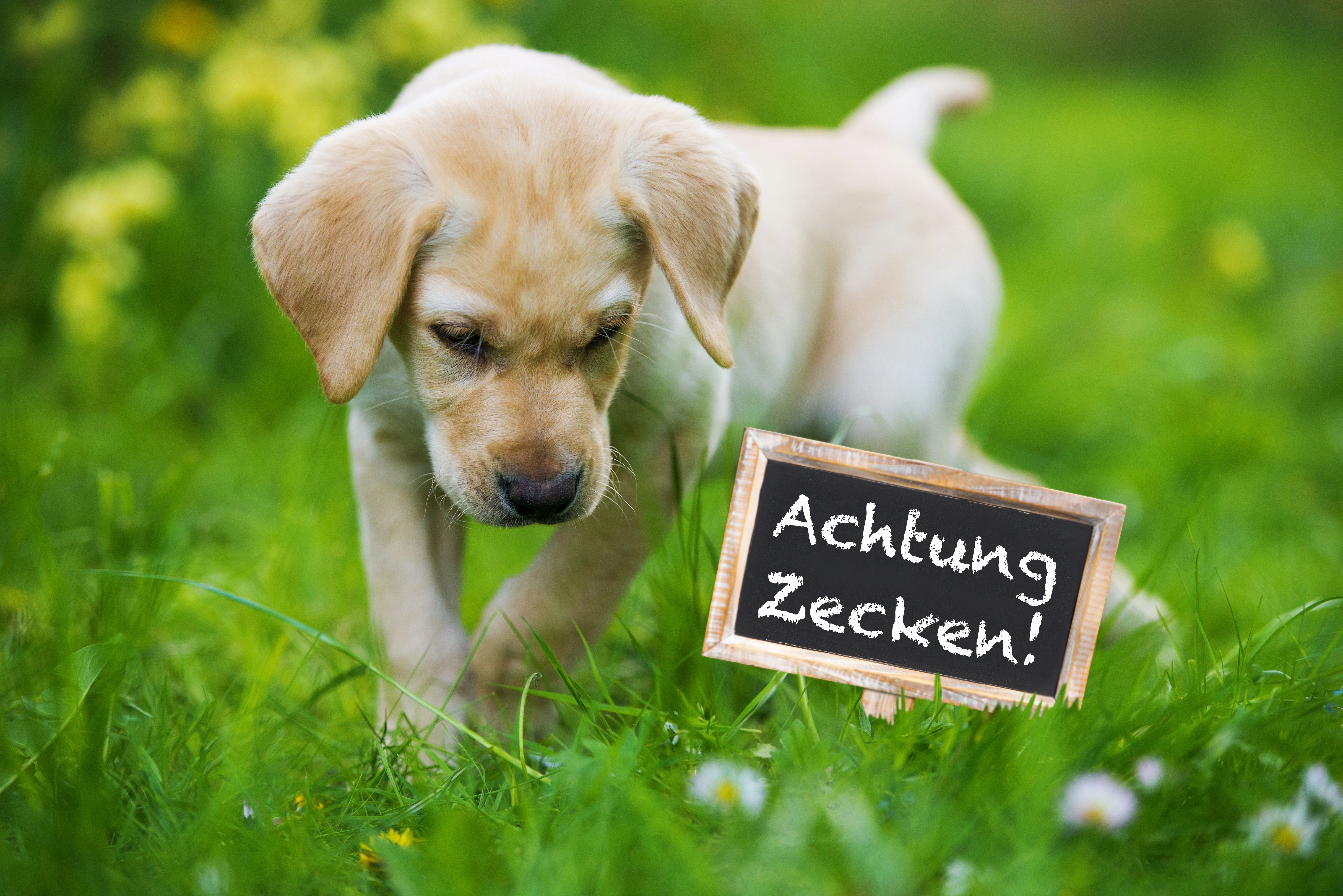 Gefährliche Zeckenbisse bei Hunden Prävention und Therapie