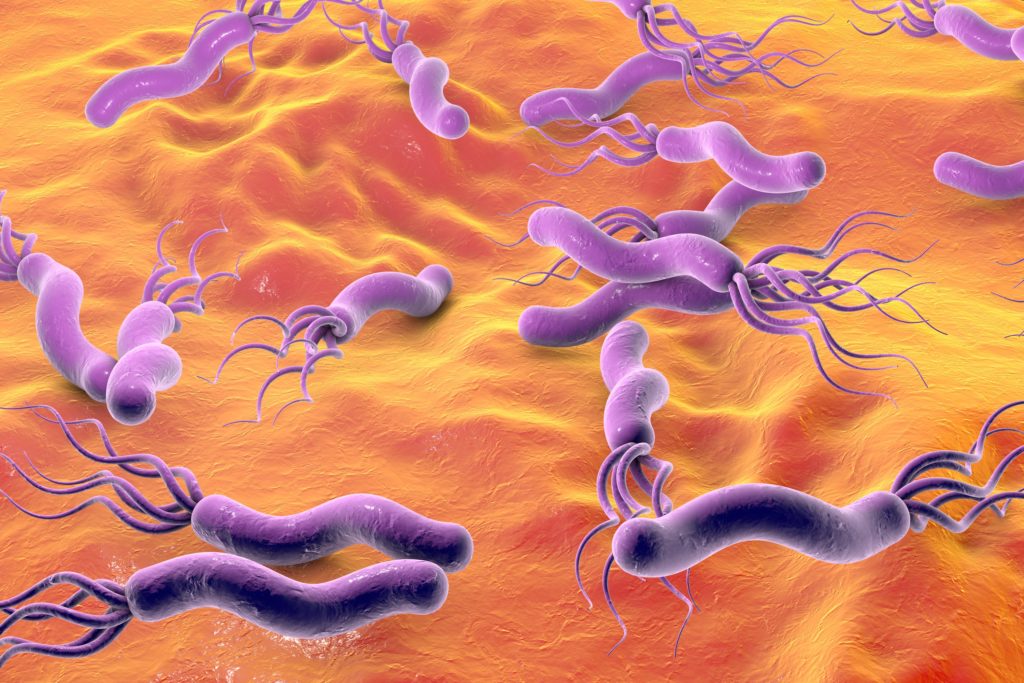 Helicobacter pylori sind äußerst anpassungsfähig. Warum das so ist, haben nun Wissenschaftler aus Hannover heraus gefunden. (Bild: Dr_Kateryna/fotolia.com)