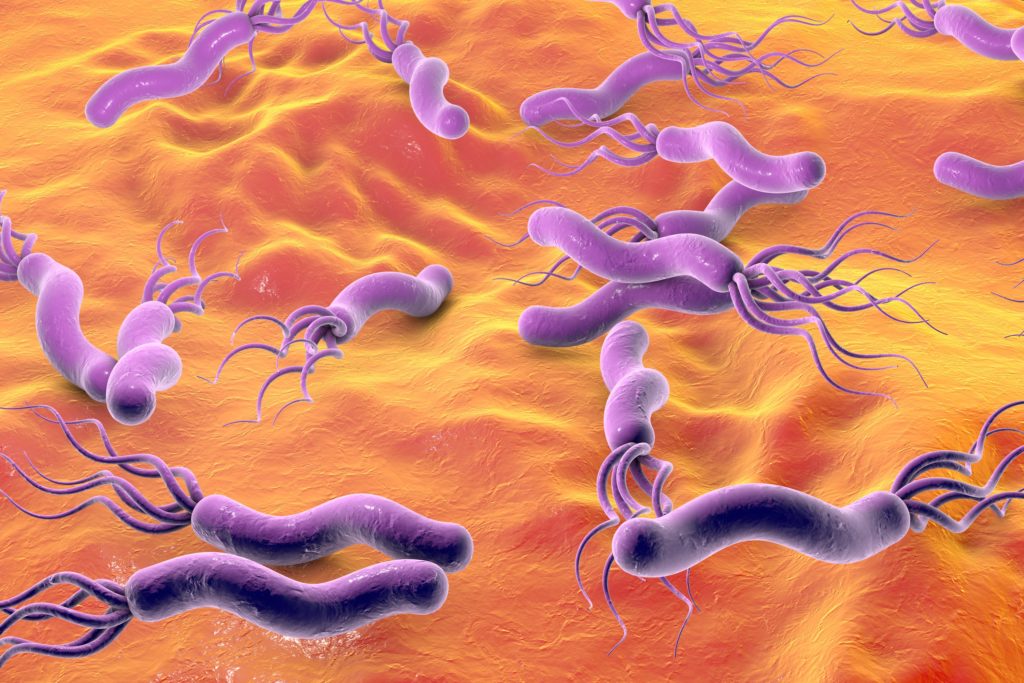 Helicobacter pylori sind äußerst anpassungsfähig. Warum das so ist, haben nun Wissenschaftler aus Hannover heraus gefunden. (Bild: Dr_Kateryna/fotolia.com) 