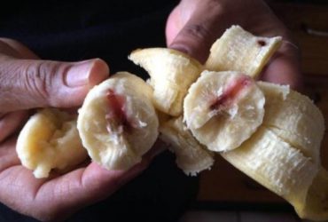"Blutende Bananen" sorgen derzeit für Aufruhr in den sozialen Netzwerken.