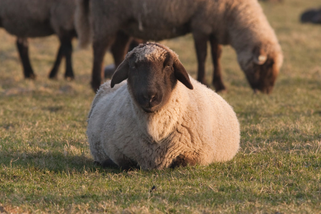 Die Blauzungenkrankheit kann vor allem für Schafe gefährlich werden. Obwohl es in Deutschland derzeit keine Erkrankungsfälle gibt, lassen viele Landwirte ihre Tiere impfen. (Bild: cmnaumann/fotolia.com)