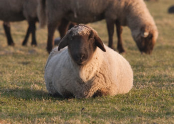 Die Blauzungenkrankheit kann vor allem für Schafe gefährlich werden. Obwohl es in Deutschland derzeit keine Erkrankungsfälle gibt, lassen viele Landwirte ihre Tiere impfen. (Bild: cmnaumann/fotolia.com)