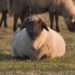 Die Blauzungenkrankheit kann vor allem für Schafe gefährlich werden. Obwohl es in Deutschland derzeit keine Erkrankungsfälle gibt, lassen viele Landwirte ihre Tiere impfen. (Bild: cmnaumann/fotolia.com)