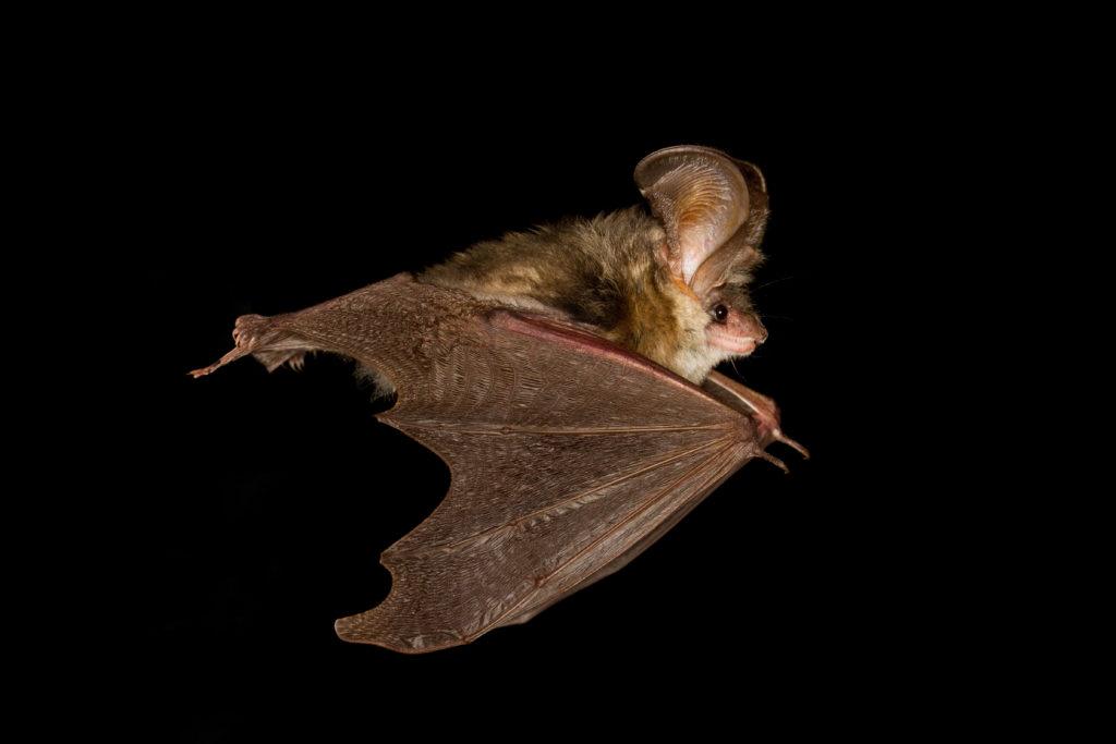 In den vergangenen Wochen wurden an verschiedenen Orten Deutschlands tollwütige Fledermäuse gefunden. Experten warnen davor, die Tiere mit bloßen Händen anzufassen. (Bild: Geza Farkas/fotolia.com)