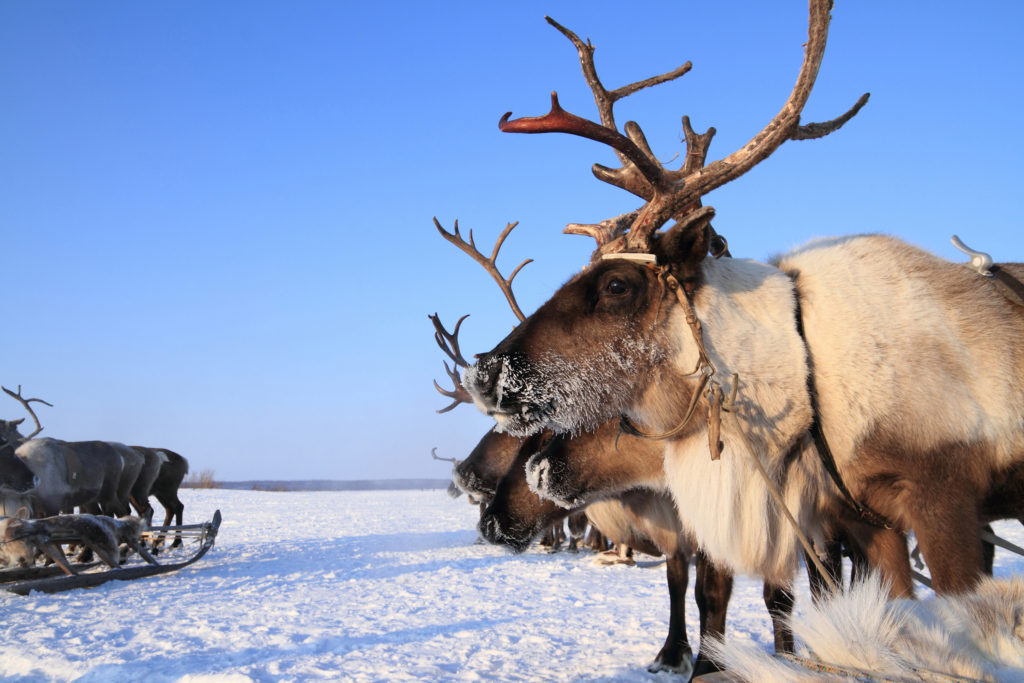 Im Norden Russlands ist es erstmals seit Jahrzehnten wieder zu einem Milzbrand-Ausbruch gekommen. Ein Junge sei gestorben. Bislang seien nur Rentierhirten und ihre Tiere betroffen. (Bild: pisotckii/fotolia.com)