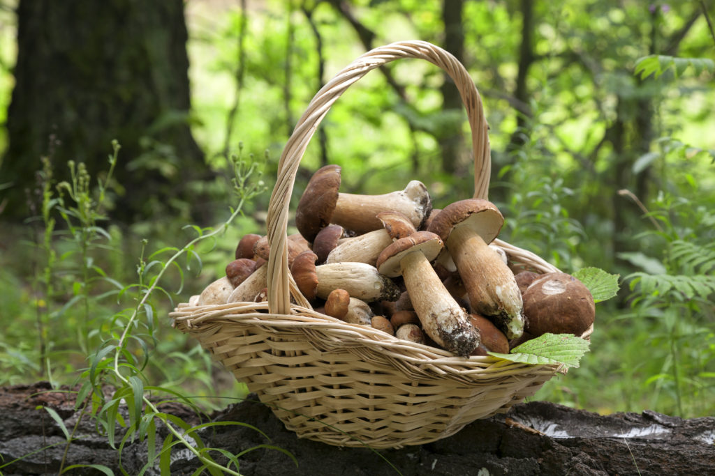 Viele Bundesbürger lieben es, im Spätsommer auf Wiesen und in Wäldern Pilze zu sammeln. Leider kommt es aufgrund von Verwechslungen immer wieder zu Pilzvergiftungen. Manchmal mit tödlichem Ausgang. (Bild: Vladimir Sazonov/fotolia.com)