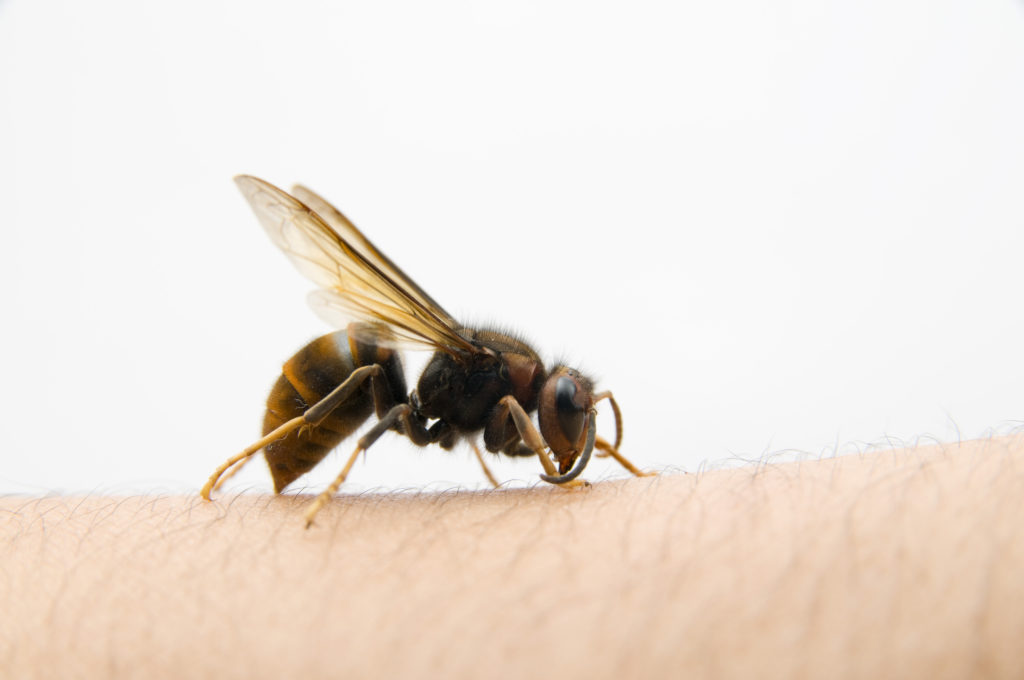 Menschen, die an einer Insektenstichallergie leiden, wissen wie gefährlich Wespenstiche werden können. Doch auch für Nichtallergiker stellen die Stiche eine Gefahr dar, vor allem wenn sie im Mund- oder Halsbereich erfolgen. (Bild: jcwait/fotolia.com)