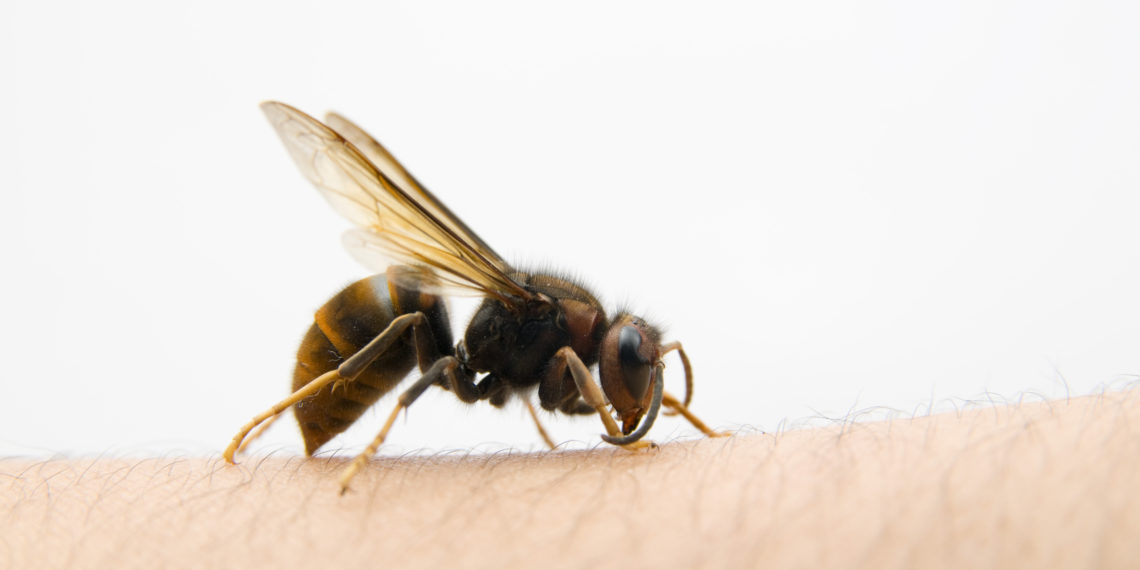 Wespen vertreiben: Dieser einfache Trick hält die ...