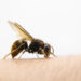 Gesundheitsexperten warnen davor, Bienen- und Wespenstiche zu unterschätzen. Bei Allergikern können sie mitunter lebensbedrohliche Folgen haben. (Bild: jcwait/stock.adobe.com)