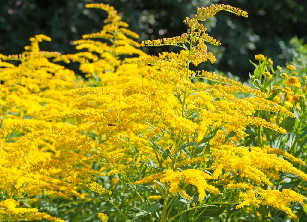 Goldrute - Heilpflanze der indianischen Naturheilkunde. Bild: M. Schuppich - fotolia