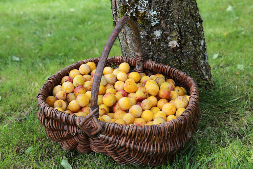 Mirabellen sind nicht nur pur oder als Marmelade sehr lecker. Auch zum Backen sind die kleinen gelben Früchte gut geeignet. (Bild: L.Bouvier/fotolia.com)