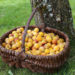 Mirabellen sind nicht nur pur oder als Marmelade sehr lecker. Auch zum Backen sind die kleinen gelben Früchte gut geeignet. (Bild: L.Bouvier/fotolia.com)