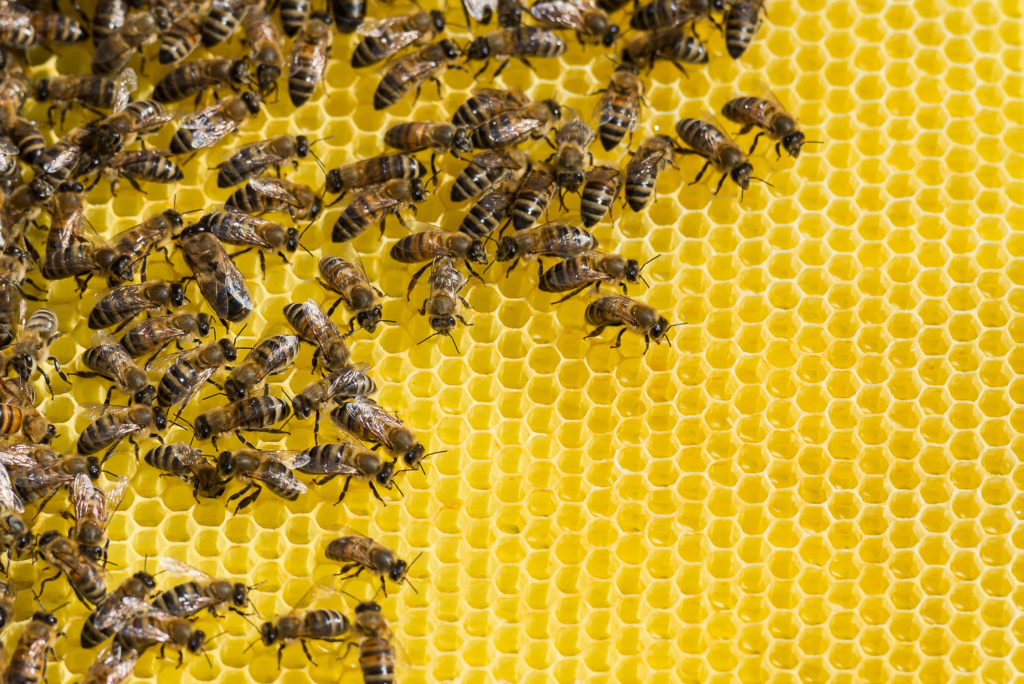 In den USA sind Millionen Bienen durch ein Insektizid getötet worden. Das Insektengift wurde gegen die für Zika-Infektionen verantwortlichen Stechmücken versprüht. (Bild: mirkograul/fotolia.com) 